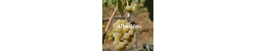 Compra Vino Albariño en Devinoavino | Gran Bazán, Nora