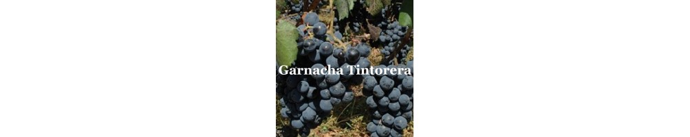 Compra Vino Garnacha Tintorera en Devinoavino | Bodegas Laya, Atalaya, Alaya, Paco Mulero, Mar García